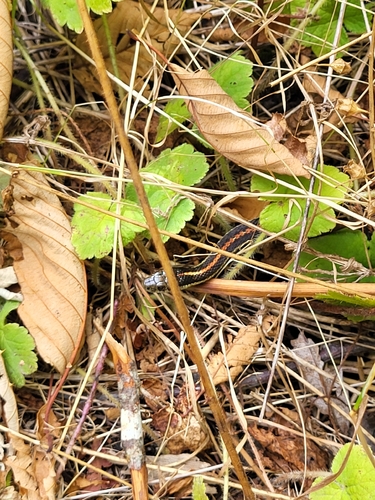 Northwestern Garter Snake
