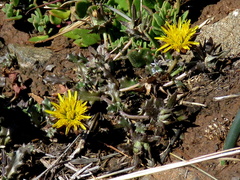 Cuspidia cernua annua
