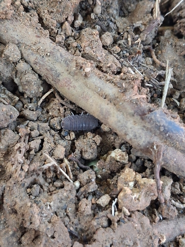 Little Sea Pill Woodlouse