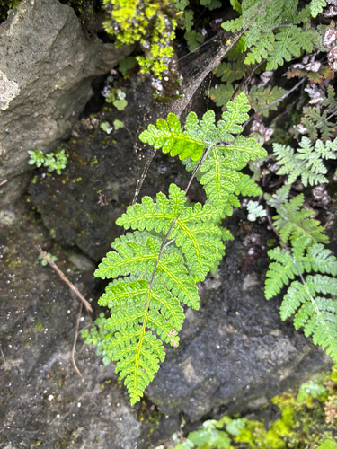 Aleuritopteris formosana observed 2026-08-29