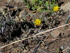 Cuspidia cernua annua