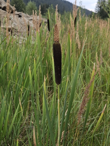 Shuttleworth's Cattail