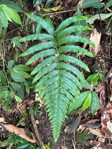 Microlepia marginata observed 2026-08-29