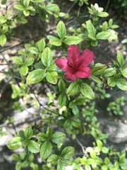 Rhododendron