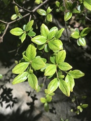 Rhododendron