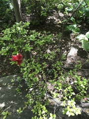 Rhododendron
