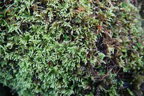 Hyocomium armoricum, 2026-08-29