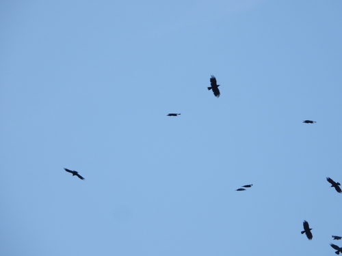 Red-billed Chough