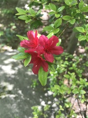 Rhododendron