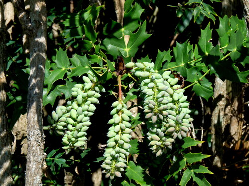 Mahonia oiwakensis, 2026-08-29