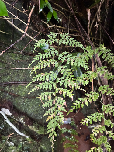 Leucostegia immersa observed 2026-08-29