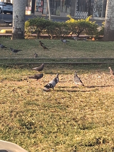 Feral Pigeon