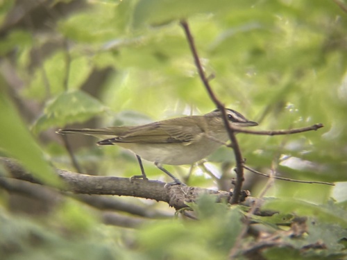 Red-eyed Vireo