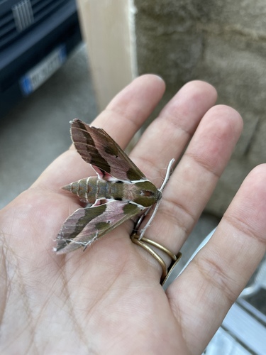 Leafy Spurge Hawkmoth