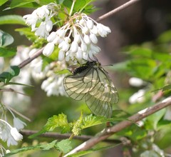 Parnassius stubbendorfii