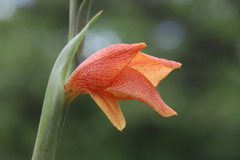 Gladiolus dalenii image