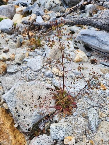 Micranthes ferruginea, photograph 3