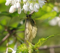 Parnassius stubbendorfii