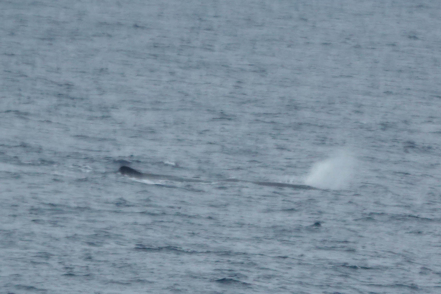 Physeter macrocephalus