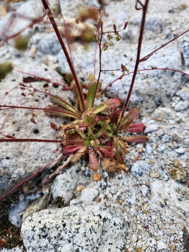 Micranthes ferruginea, photograph 4