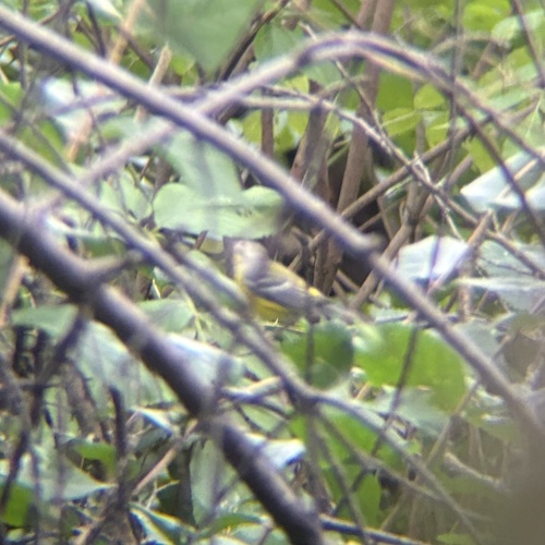 Magnolia Warbler