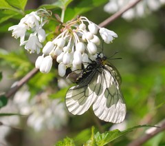 Parnassius stubbendorfii