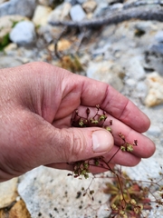 Micranthes ferruginea, photograph author not stated, no rights reserved
