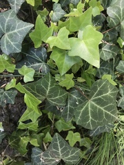 Hedera helix