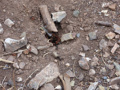 Blood-red Field Ant