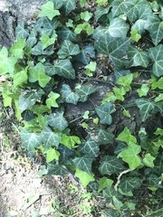Hedera helix