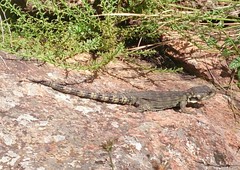 Pseudocordylus subviridis