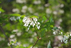 Staphylea bumalda