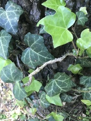 Hedera helix
