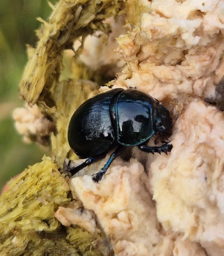 Woodland Dor Beetle