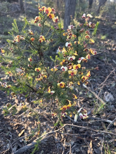 small-leaf parrot-pea