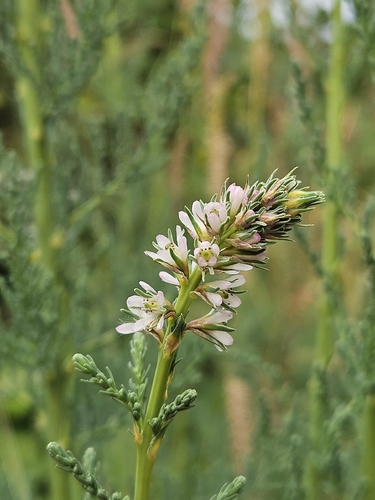 Myricaria