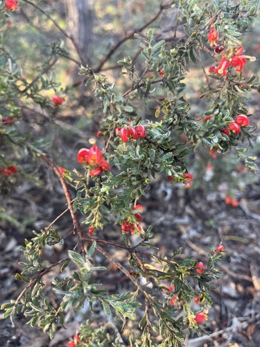 Mountain Grevillea