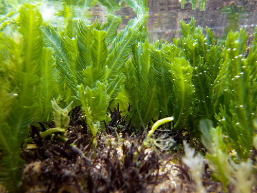 Caulerpa sertularioides observed 2026-08-30