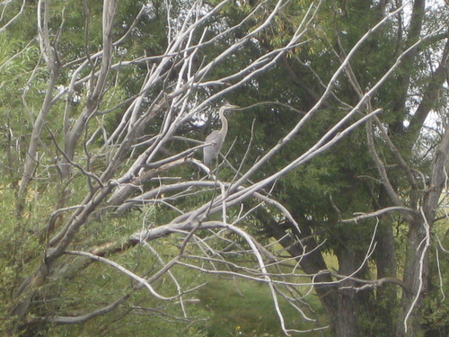 Great Blue Heron