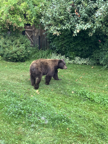 Black Bear sighting near Central Kootenay