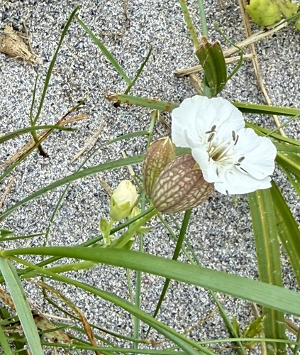 Sea Campion