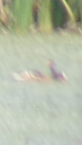 iNaturalist image