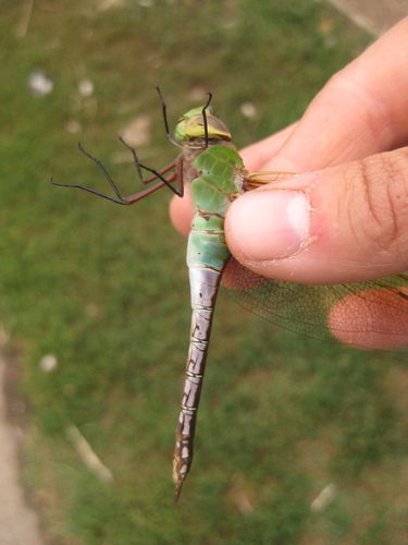 Common Green Darner