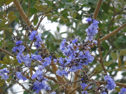 Bowdichia virgilioides, photograph 5