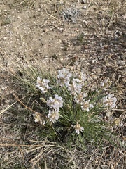 Oxytropis sericea