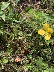 Ludwigia hirtella