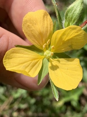 Ludwigia hirtella
