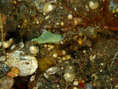 Tambja kava