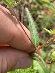Ludwigia hirtella