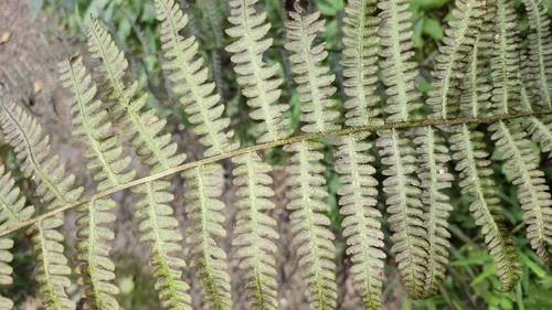 Deparia acrostichoides, photograph 6